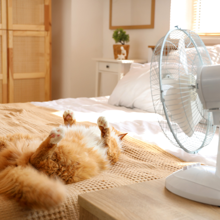 Cat trying to stay cool by a fan